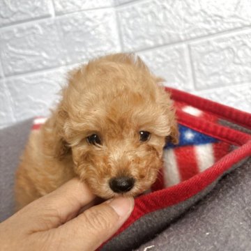 トイプードル(タイニー)【広島県・男の子・2025年9月17日・アプリかクリーム】の写真「可愛くなります♥️」