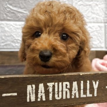 トイプードル(タイニー)【広島県・女の子・2025年9月17日・レッド】の写真「可愛くなります♥️」