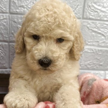 スタンダードプードル【広島県・女の子・2025年6月26日・クリーム又はホワイト】の写真「おっとり可愛い♥️」