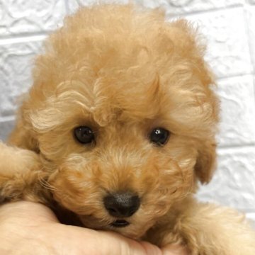 トイプードル(タイニー)【広島県・男の子・2025年9月17日・アプリかクリーム】の写真「可愛くなります♥️」