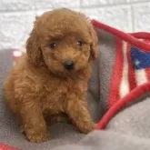 タイニープードル