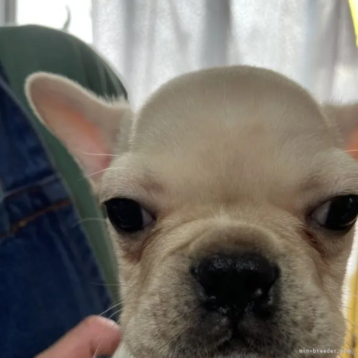 ID:2303-02075の子犬