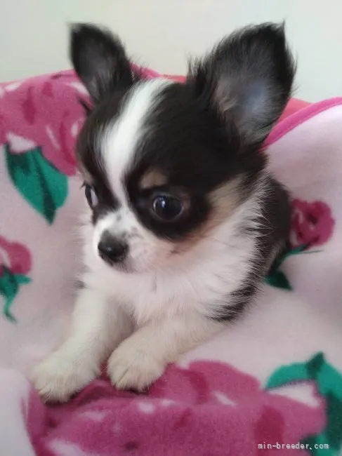 ID:2106-00190の子犬