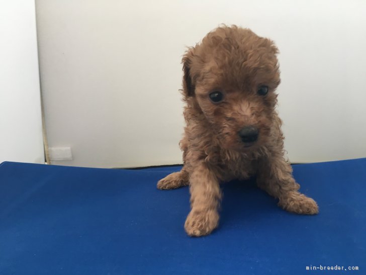 ID:1704-01924の子犬