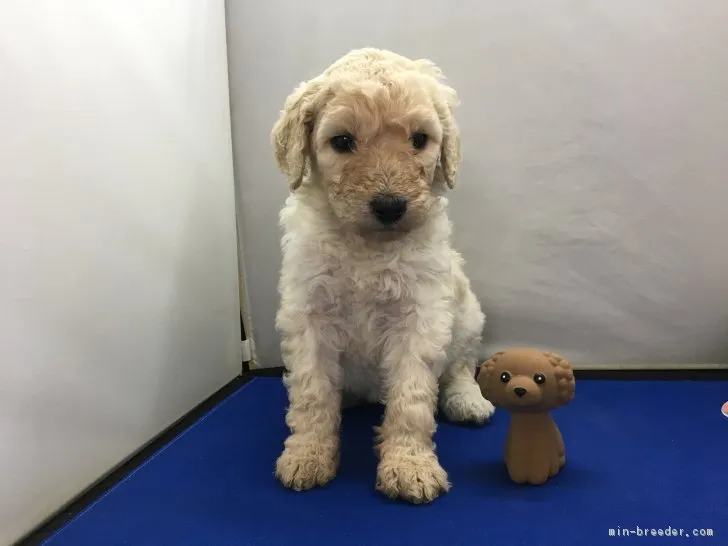 ID：1811-02796の子犬