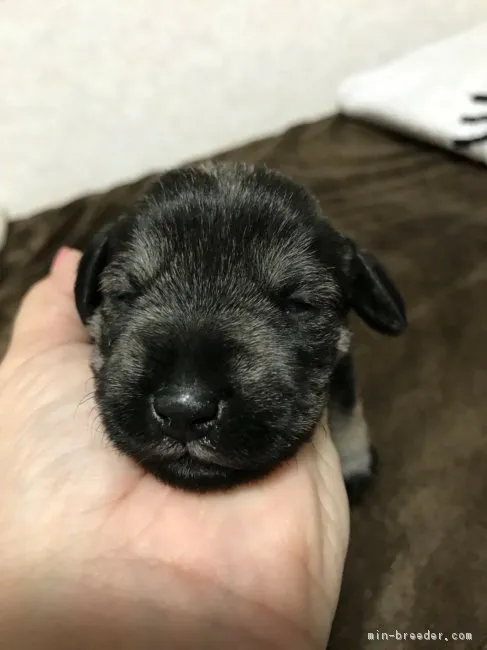 I 様のお迎えした子犬