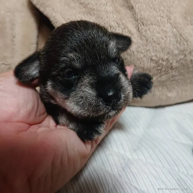 ID：1907-00405の子犬