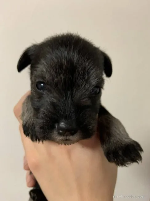 ID：2101-00006の子犬