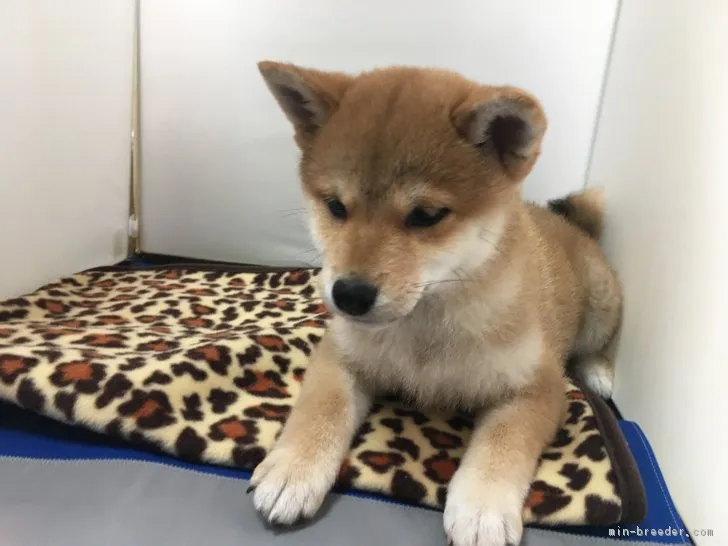 shibainuhina 様のお迎えした子犬