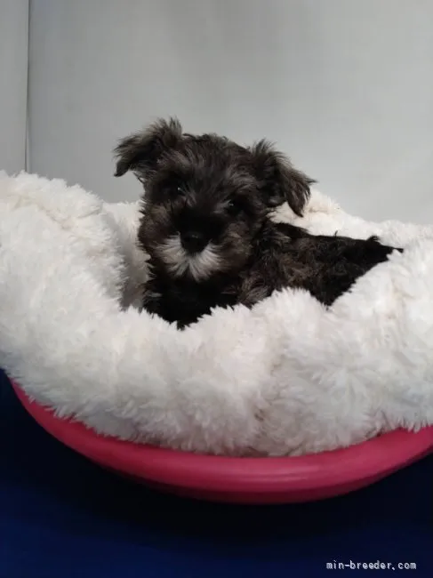 ID:2112-02820の子犬