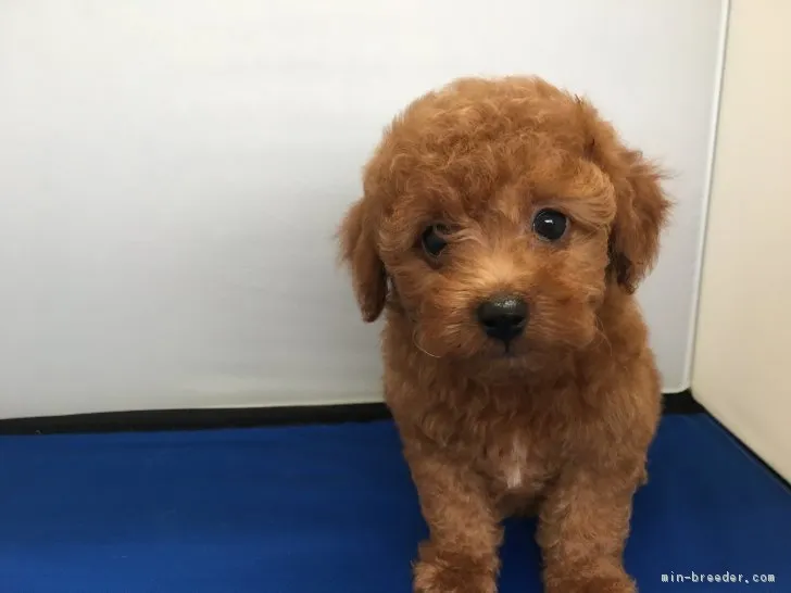 ID：1706-00812の子犬