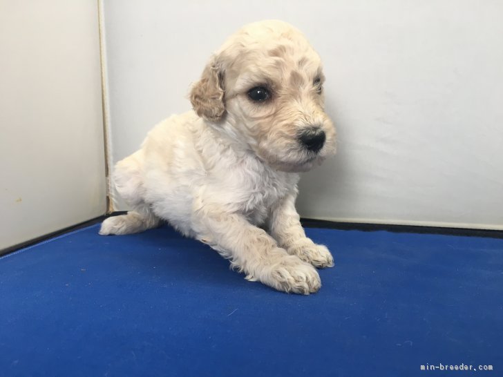 ID:1709-01042の子犬