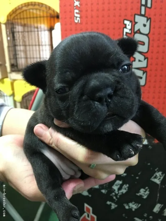 ワカメ 様のお迎えした子犬
