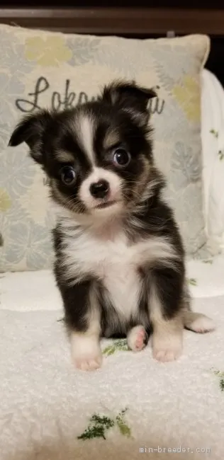 メグママ 様のお迎えした子犬