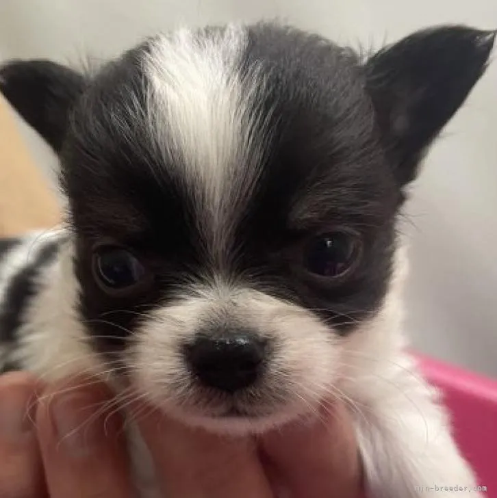 ID：2301-00005の子犬