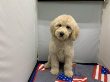 スタンダードプードル【広島県・女の子・2019年8月21日・クリーム又はアプリコット】の写真「ミルクティーカラーが可愛い❣️」