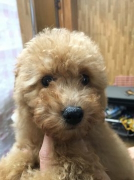 トイプードル(トイ)【広島県・男の子・2016年8月26日・アプリコット】の写真「ゲージ内でのトイレはほぼ 失敗しません。」