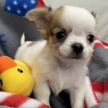 チワワ(ロング)【広島県・女の子・2023年12月21日・パーティ】の写真「可愛くなります🍀*゜」