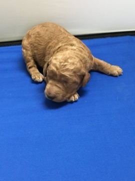 スタンダードプードル【広島県・女の子・2016年12月19日・レッド】の写真「優しくfriendlyなママから生まれました。」