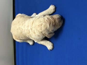 スタンダードプードル【広島県・女の子・2016年12月19日・クリーム】の写真「優しく明るいママから生まれました。」