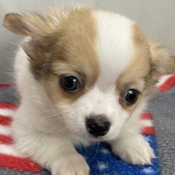 チワワ(ロング)【広島県・男の子・2023年11月27日・パーティー】の写真「可愛くなってきました🍀*゜」