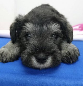 ミニチュアシュナウザー【広島県・男の子・2020年3月20日・ソルトアンドペッパーか ブラックアンドシルバー】の写真「可愛くなってきました」