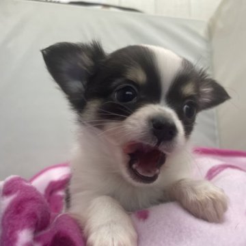 チワワ(ロング)【広島県・男の子・2022年11月30日・パーティー】の写真「背中のハートが可愛い　お顔も100倍可愛い😍」