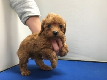 トイプードル(タイニー)【広島県・女の子・2016年10月30日・レッド】の写真「タイニーサイズの女の子」