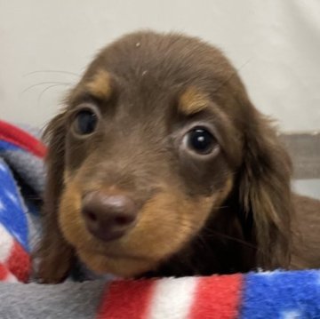 ミニチュアダックスフンド(ロング)【広島県・女の子・2023年12月23日・チョコアンドタン】の写真「可愛い女の子」