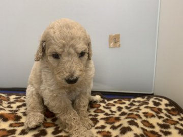 スタンダードプードル【広島県・男の子・2019年8月21日・クリーム又はアプリコット又は ホワイト】の写真「ミルクティーカラーの男の子」