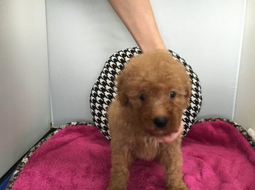 トイプードル(トイ)【広島県・男の子・2016年8月26日・レッド】の写真「父PRAクリア  明るく元気な男の子🌟」