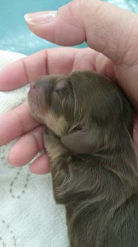 ミニチュアダックスフンド(ロング)【広島県・女の子・2017年2月11日・チョコレート&クリーム】の写真「お母さんは3キロない 小さな子です」