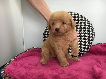 トイプードル(タイニー)【広島県・女の子・2016年8月26日・アプリコット】の写真「パパPRAクリア🌟優しいお目々の 小さな女の子💖」