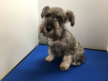 ミニチュアシュナウザー【広島県・女の子・2016年10月21日・ソルトのペッパー】の写真「可愛い♥️」