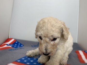 スタンダードプードル【広島県・女の子・2019年8月21日・クリーム又はホワイト】の写真「人懐こくて賢いです」