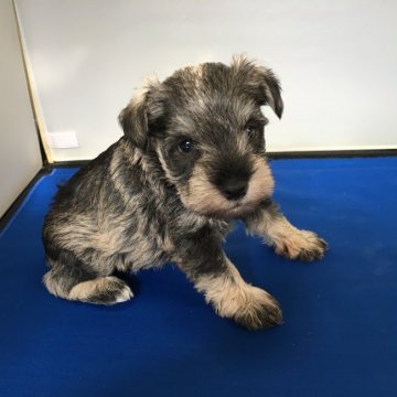 ミニチュアシュナウザー【広島県・男の子・2016年10月21日・ソルト&ペッパー】の写真「小ぶりのママから生まれた 元気な男の子♥️」