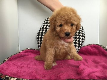 トイプードル(トイ)【広島県・女の子・2016年8月26日・アプリコット】の写真「パパPRAクリア🌟元気な女の子」