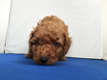 トイプードル(トイ)【広島県・男の子・2016年10月30日・レッド】の写真「おっとりした性格です。」