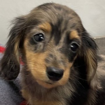 ミニチュアダックスフンド(ロング)【広島県・女の子・2023年12月23日・ダップル】の写真「可愛い女の子」