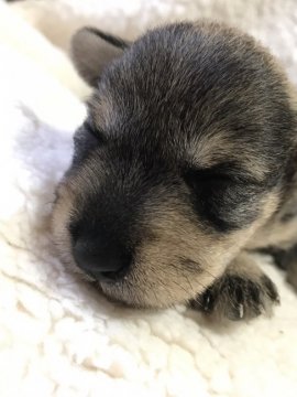 ミニチュアシュナウザー【広島県・女の子・2017年6月7日・ソルト&ペッパー】の写真「小ぶりなママから生まれた 女の子」