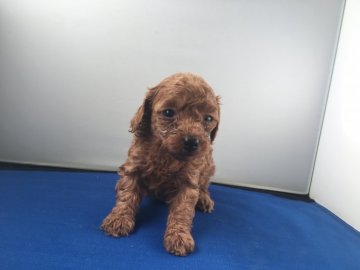 トイプードル(タイニー)【広島県・女の子・2016年10月30日・レッド】の写真「タイニーサイズの女の子」