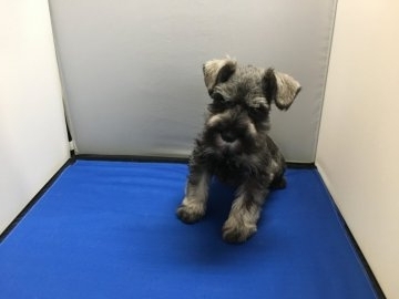 ミニチュアシュナウザー【広島県・男の子・2016年10月21日・ソルト&ペッパー】の写真「小さい男の子」