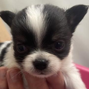 チワワ(ロング)【広島県・男の子・2022年11月30日・パーティー】の写真「写真より　100倍可愛い😍」