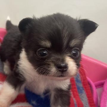 チワワ(ロング)【広島県・女の子・2022年11月30日・パーティー】の写真「写真より　100倍可愛い😍」