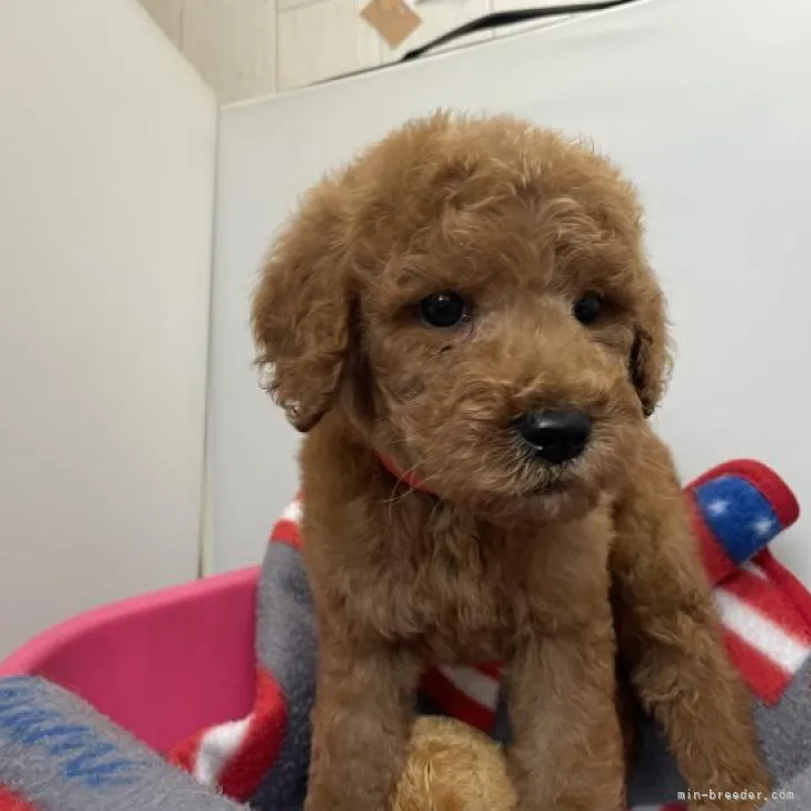 ID:2208-00673の子犬