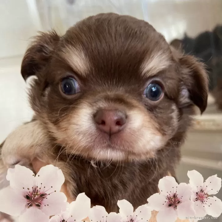 ID:2411-01289の子犬