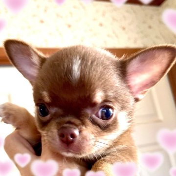 チワワ(スムース)【宮崎県・女の子・2024年10月16日・チョコレート&クリーム】の写真「癒しのカラー🩷ふっくらボディ」