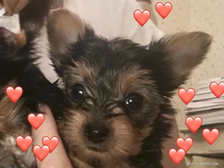ID：2011-00068の子犬
