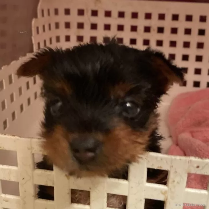 ID：2404-04411の子犬