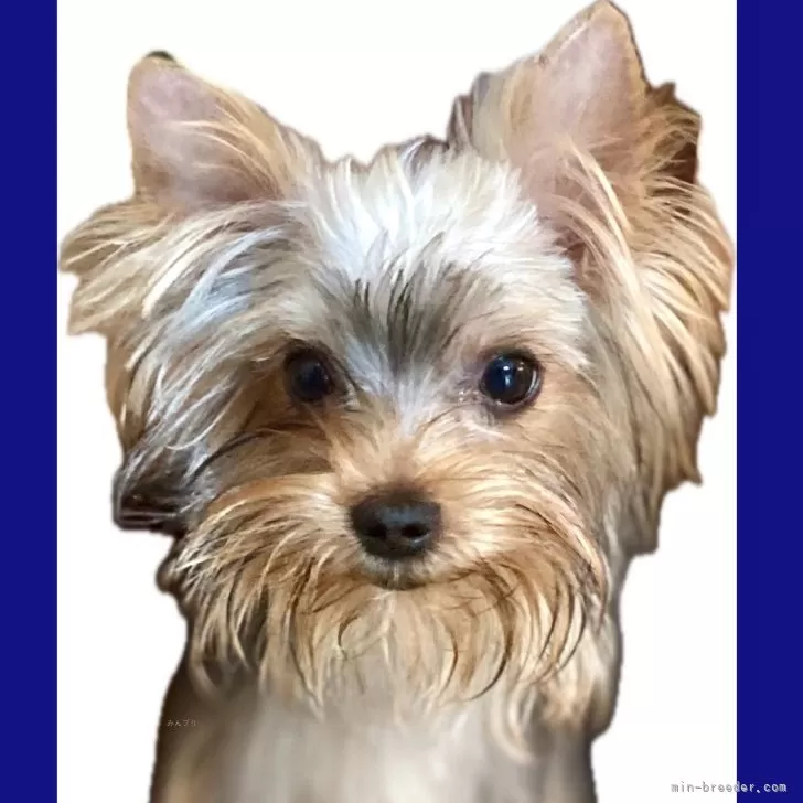 ID:2401-03443の子犬